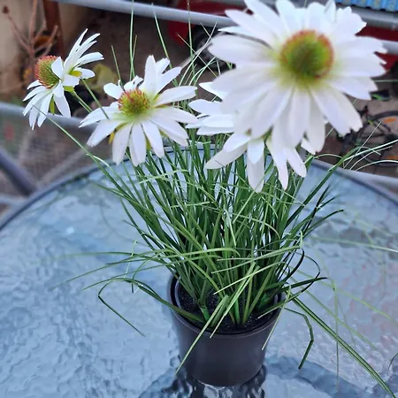 Lotusz Medencevel Appartement Ordacsehi